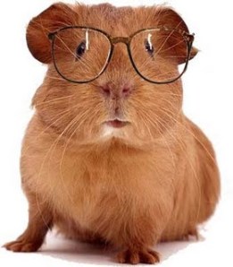 guinea pig with glasses